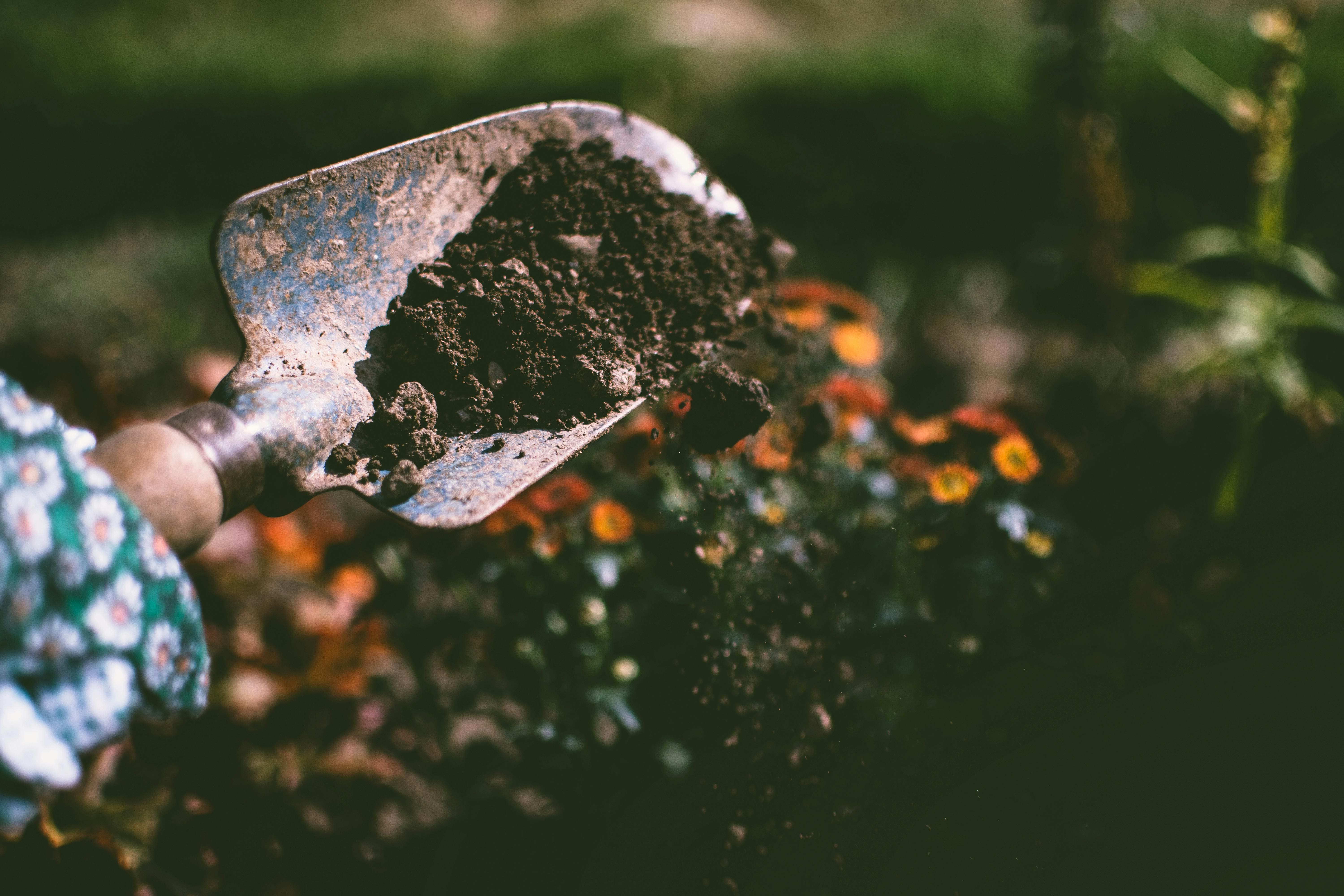 Wild Gardening: Embracing Nature Over Manicured Lawns